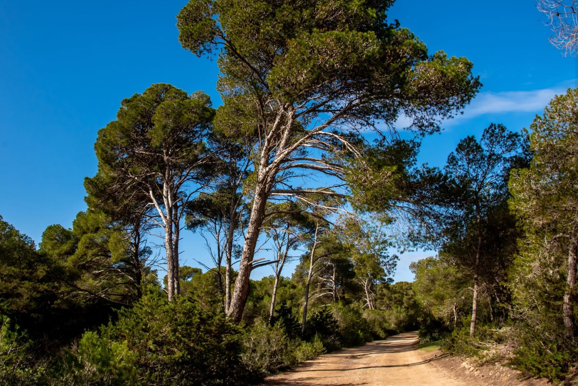 Forêt El Rimel